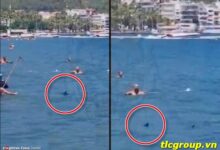Hai attacke Hurghada Heute video