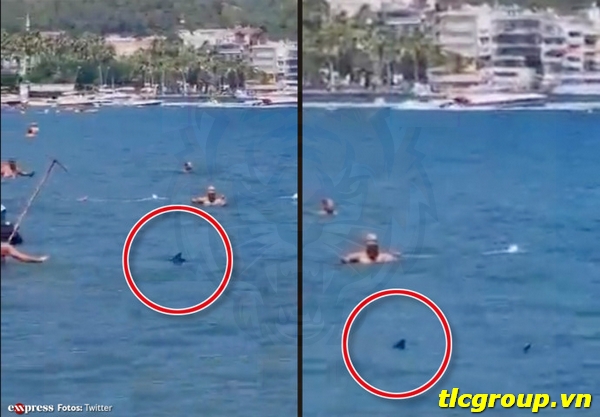 Hai attacke Hurghada Heute video