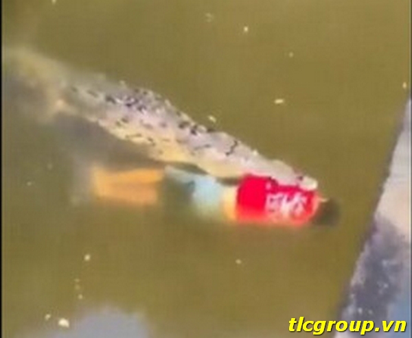 Video Footballeur Crocodile – Jesus Lopez Ortiz Video